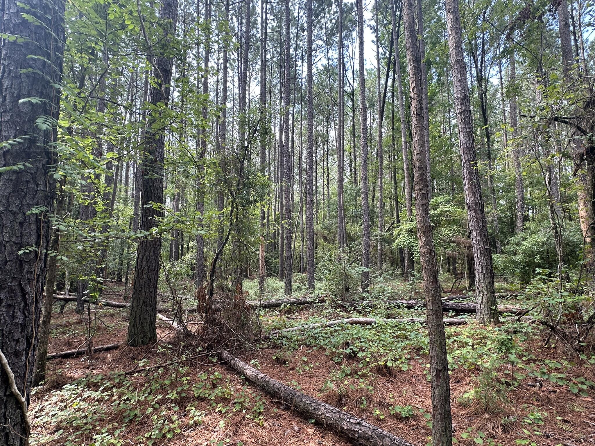 Lot 2 2 Dogwood Lane Property Photo 2