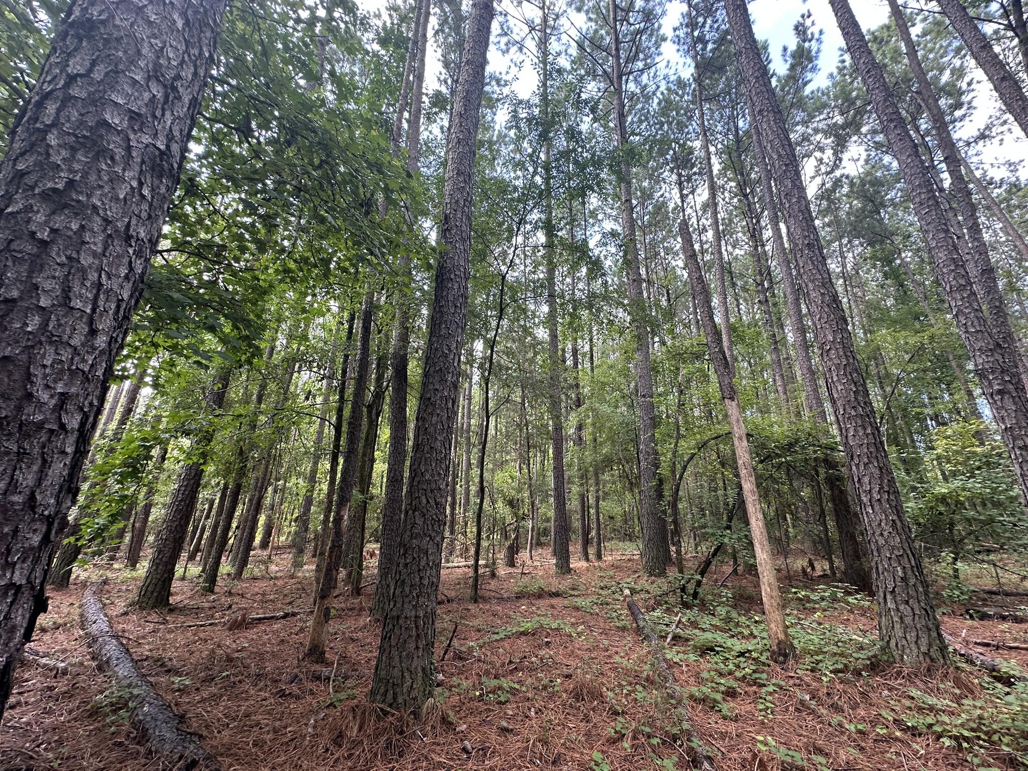 Lot 2 2 Dogwood Lane Property Photo 3