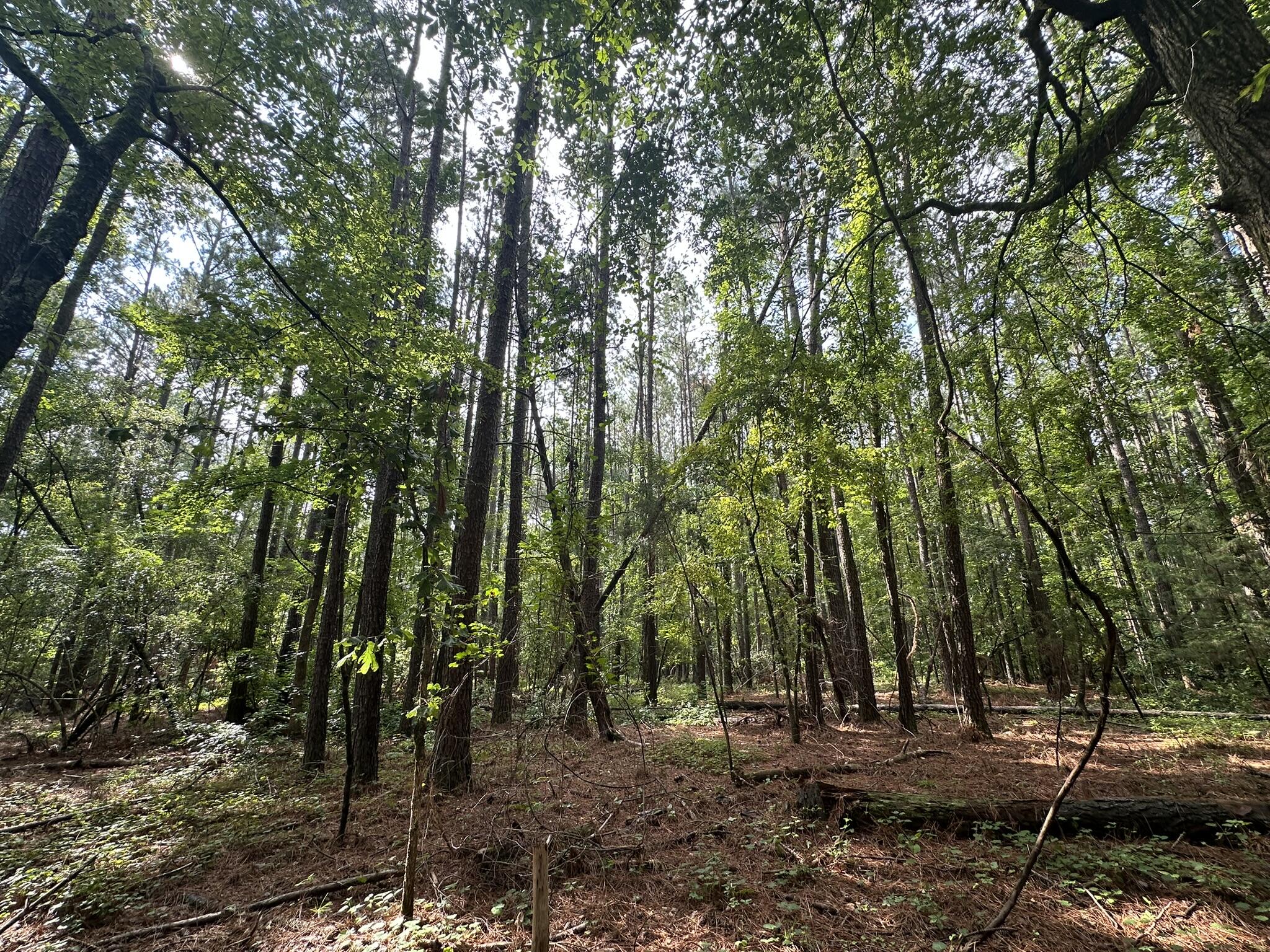 Lot 2 2 Dogwood Lane Property Photo 4