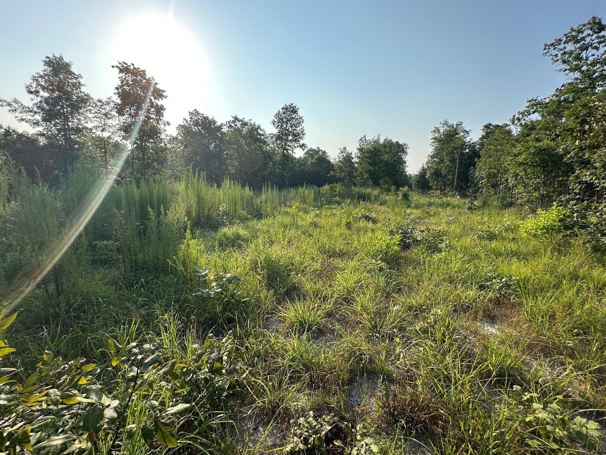 2576 Jessie James Pond Road Property Photo 16