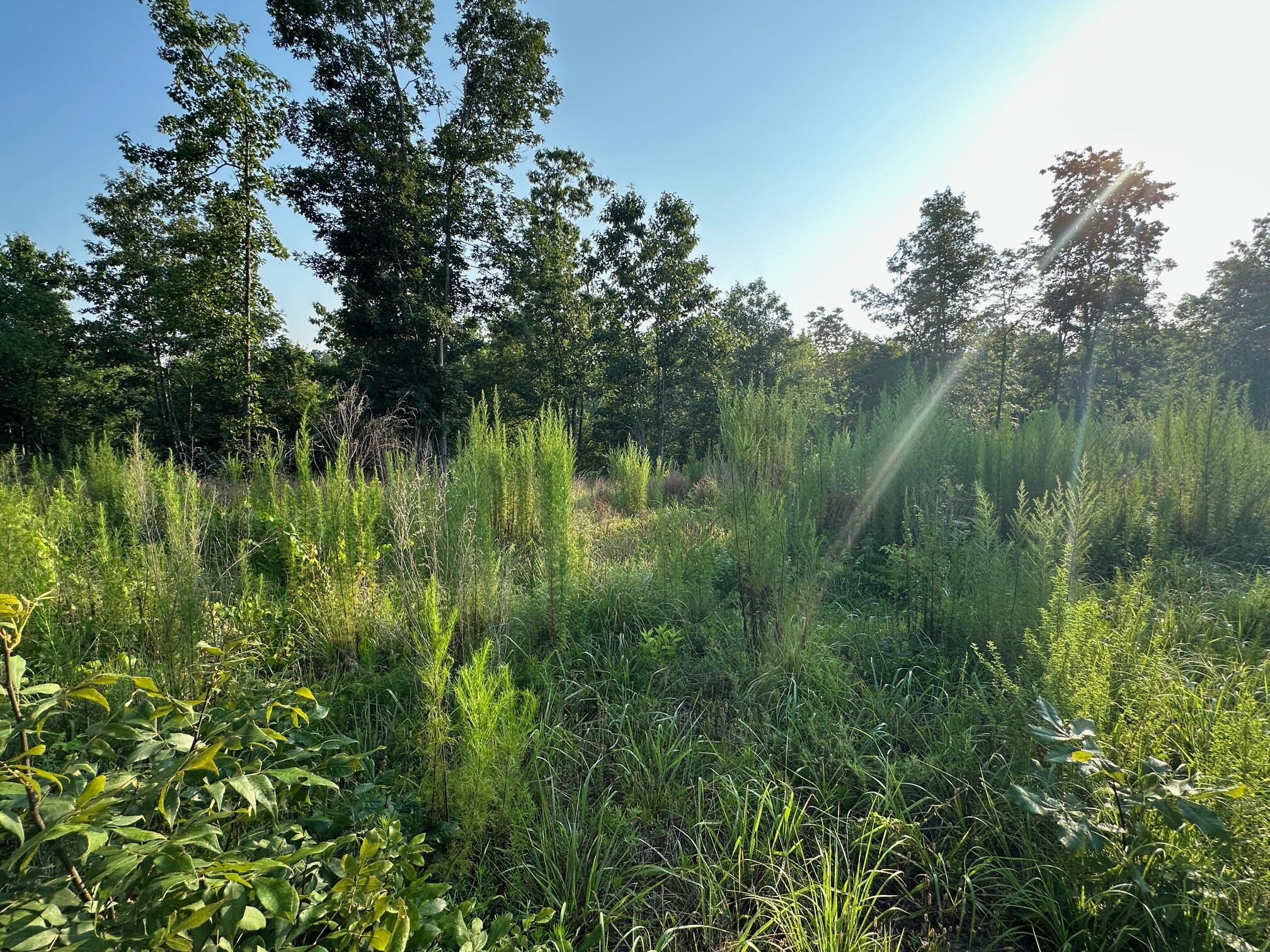 2576 Jessie James Pond Road Property Photo 17