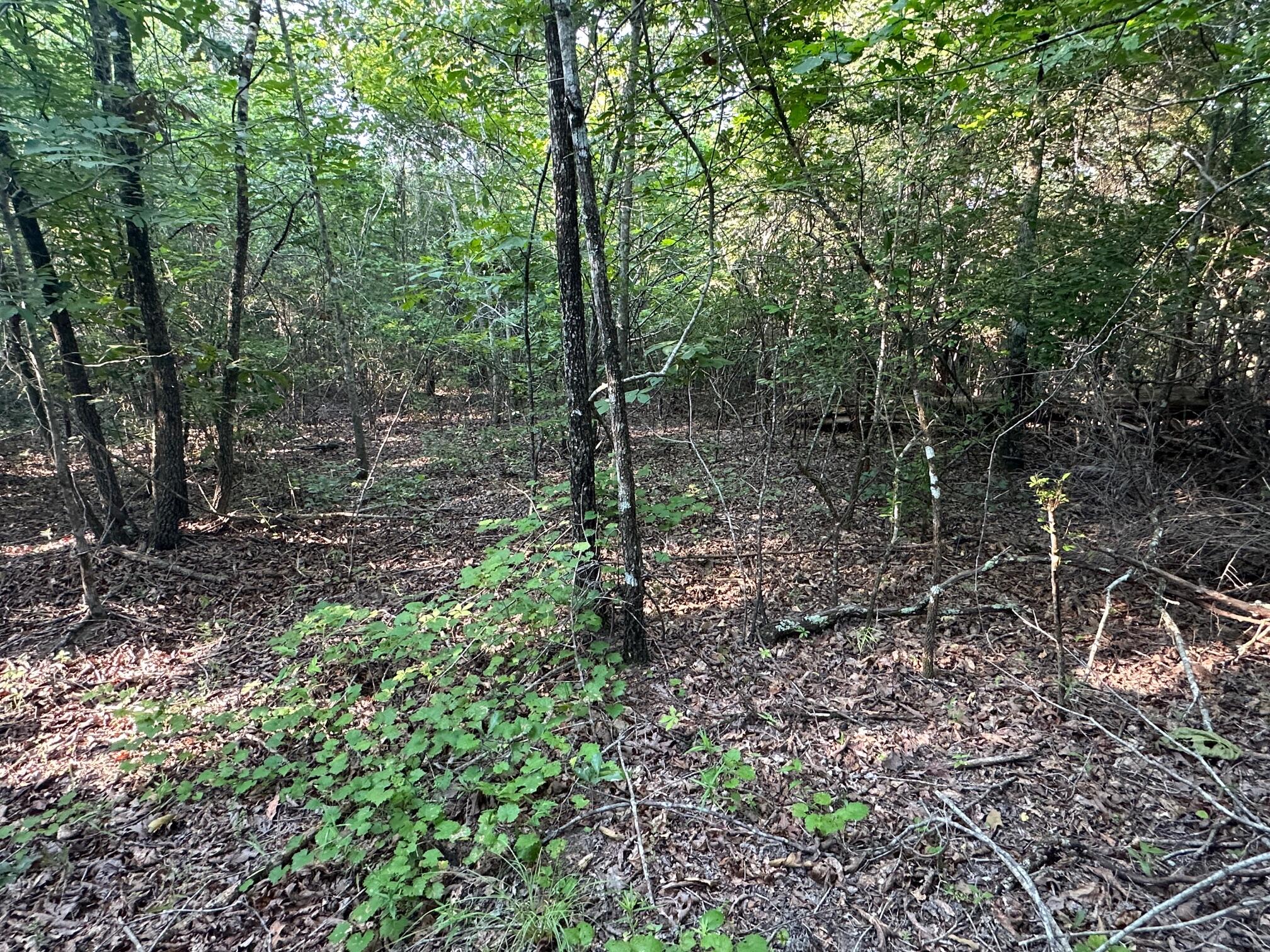 2576 Jessie James Pond Road Property Photo 40
