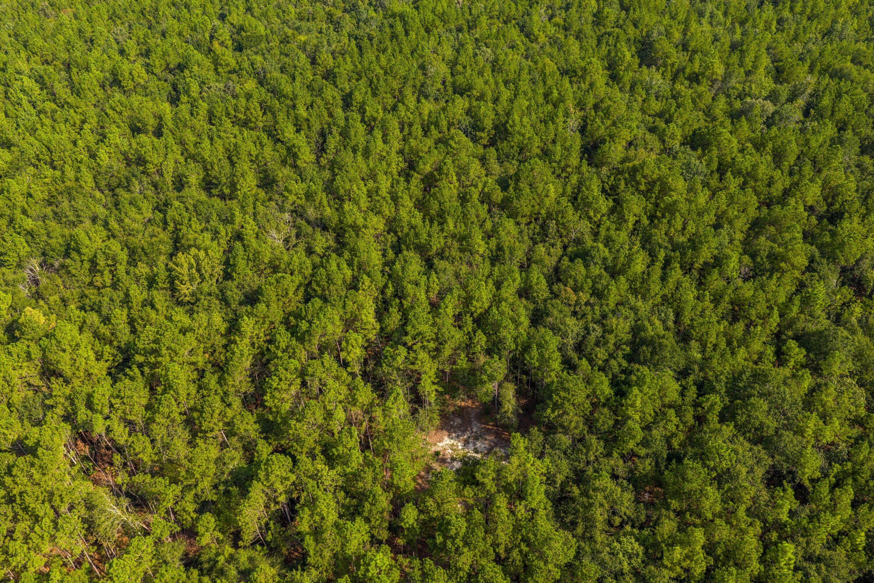 1503 Hephzibah - Mcbean Road Property Photo 17