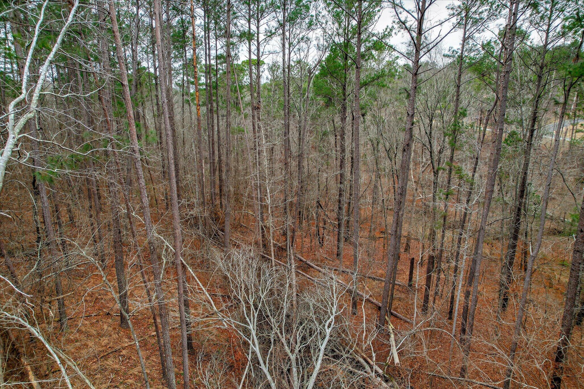 0000 Collin Reeds Road Property Photo 6