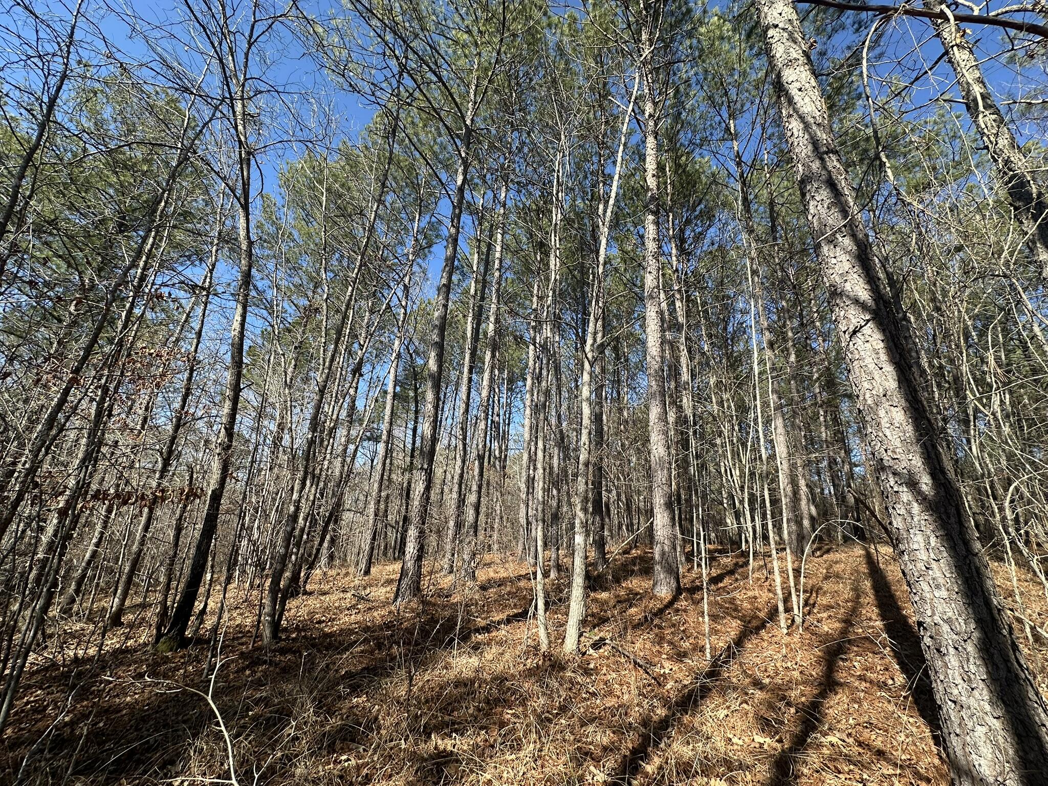 Lot 31 31 Willow Way Property Photo 5