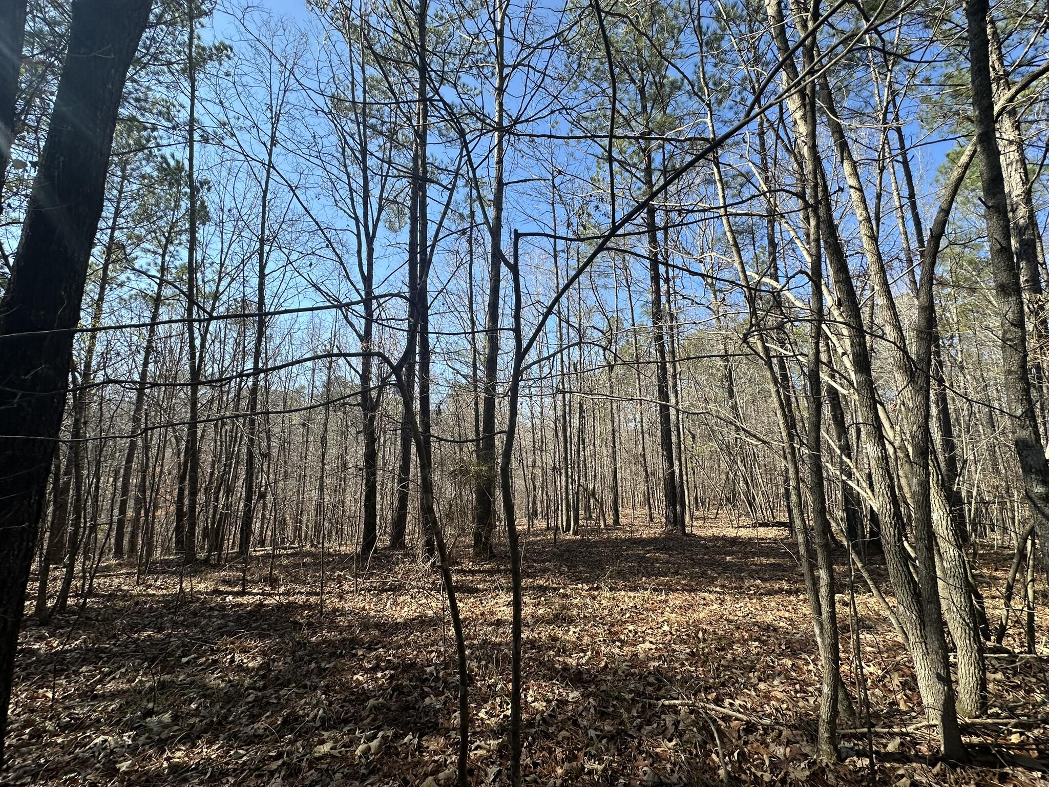 Lot 31 31 Willow Way Property Photo 6