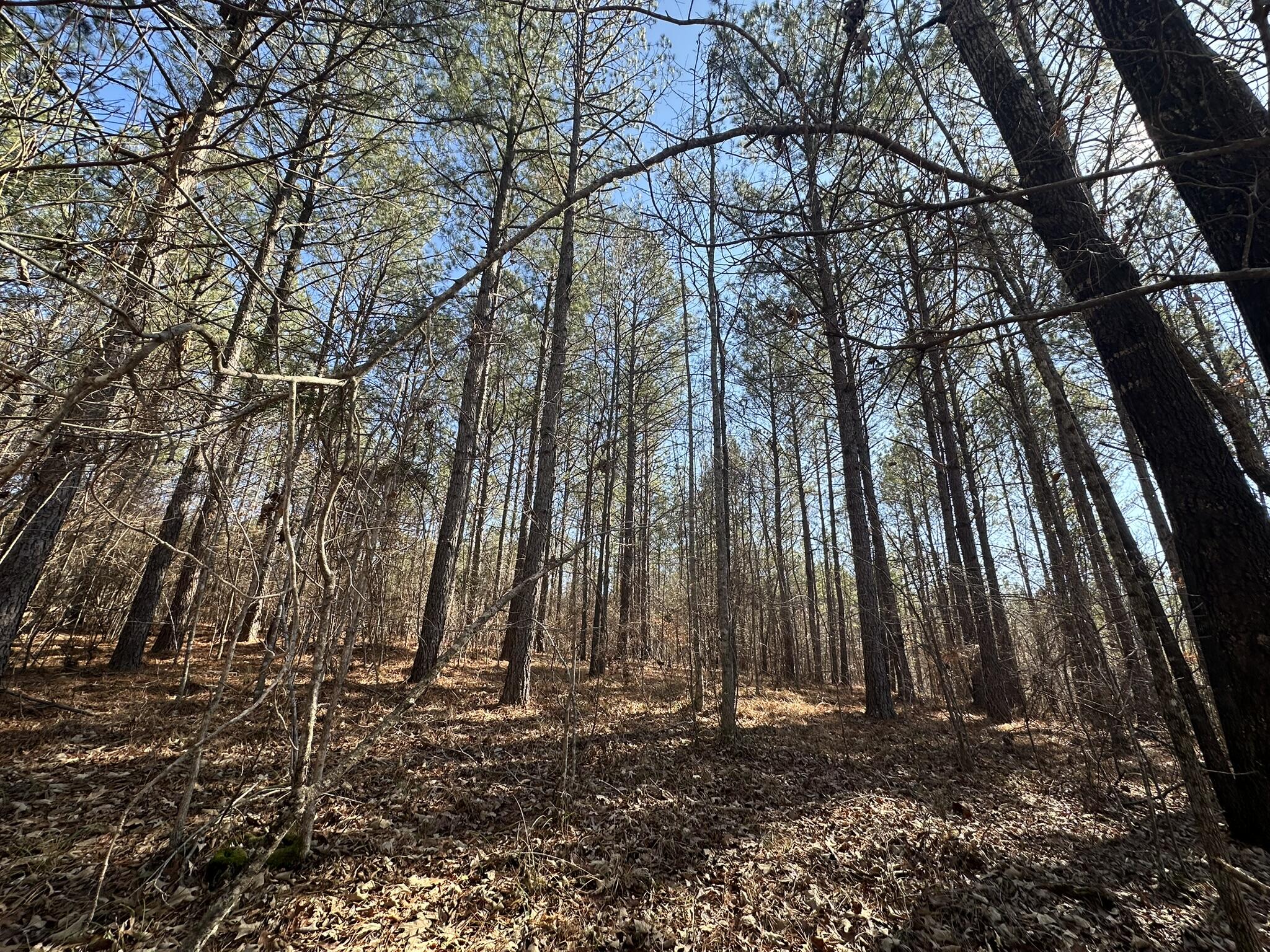 Lot 31 31 Willow Way Property Photo 7