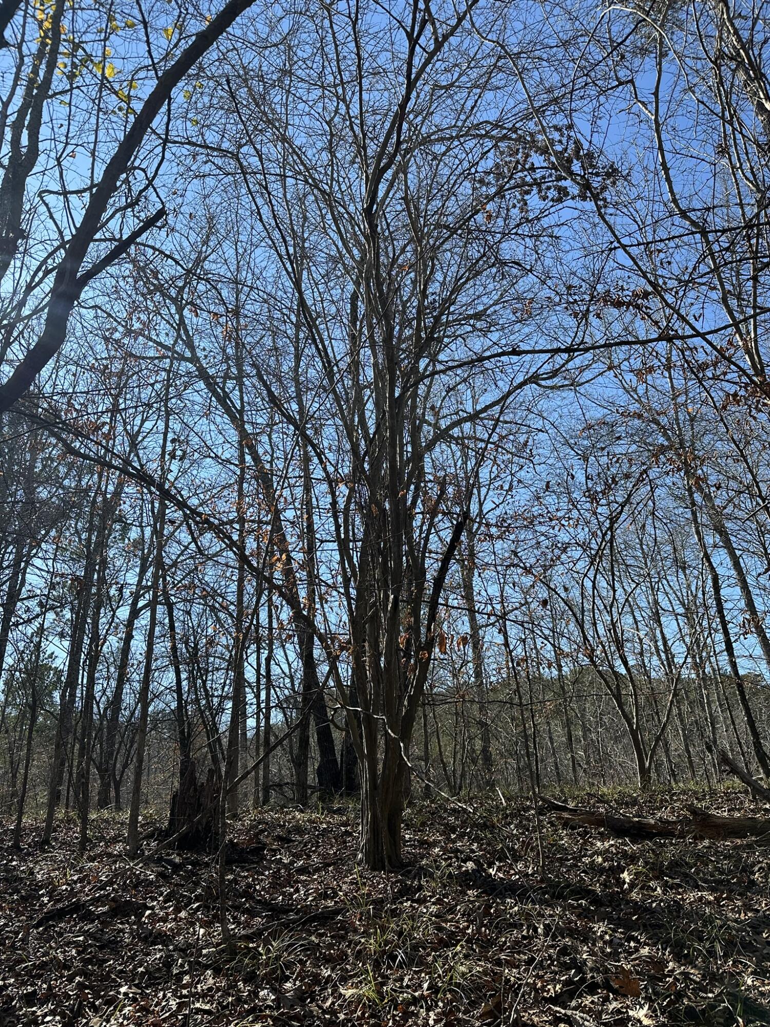 Lot 31 31 Willow Way Property Photo 8