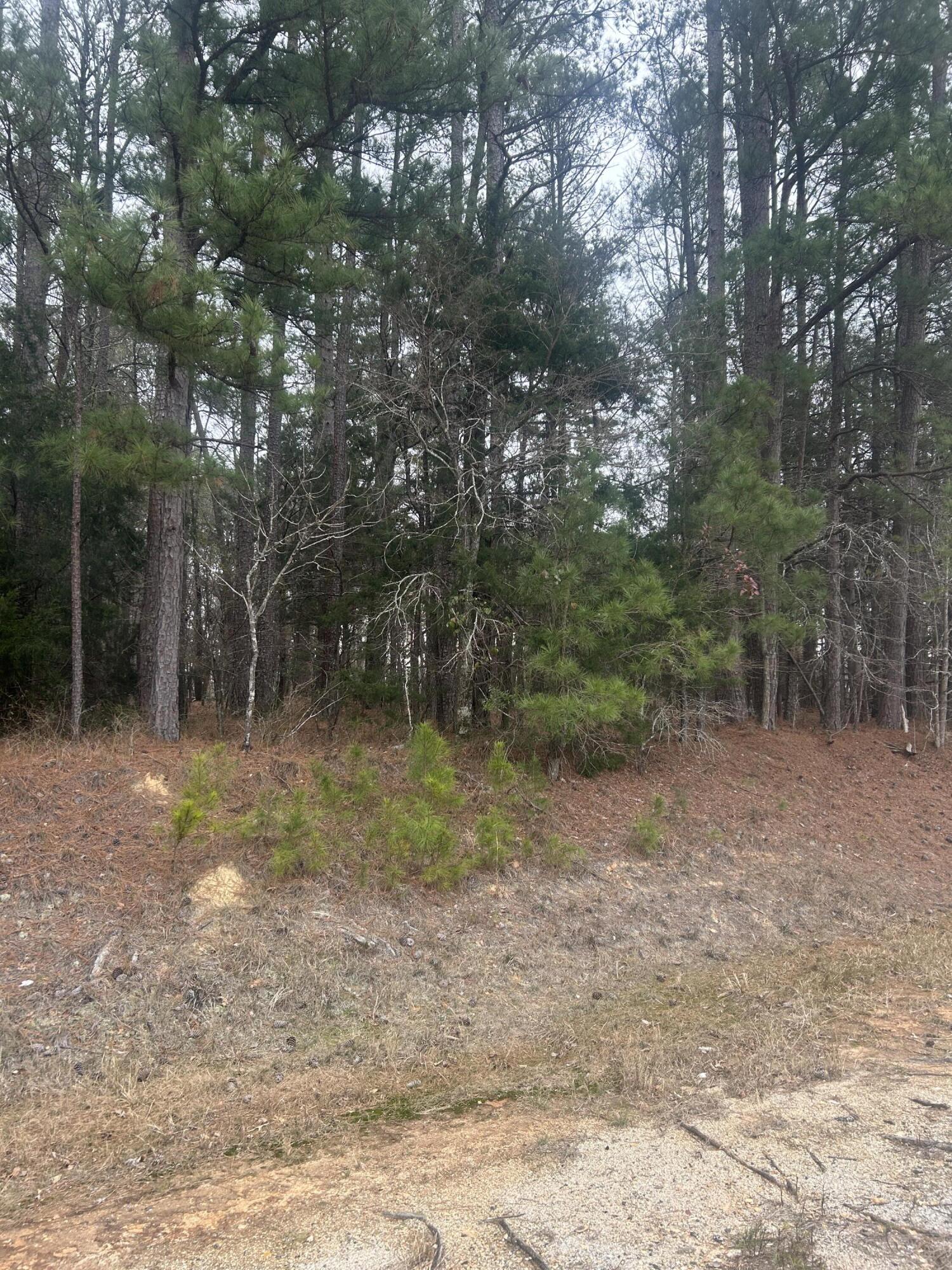 16.9 Ac Hwy 220 E Property Photo 2