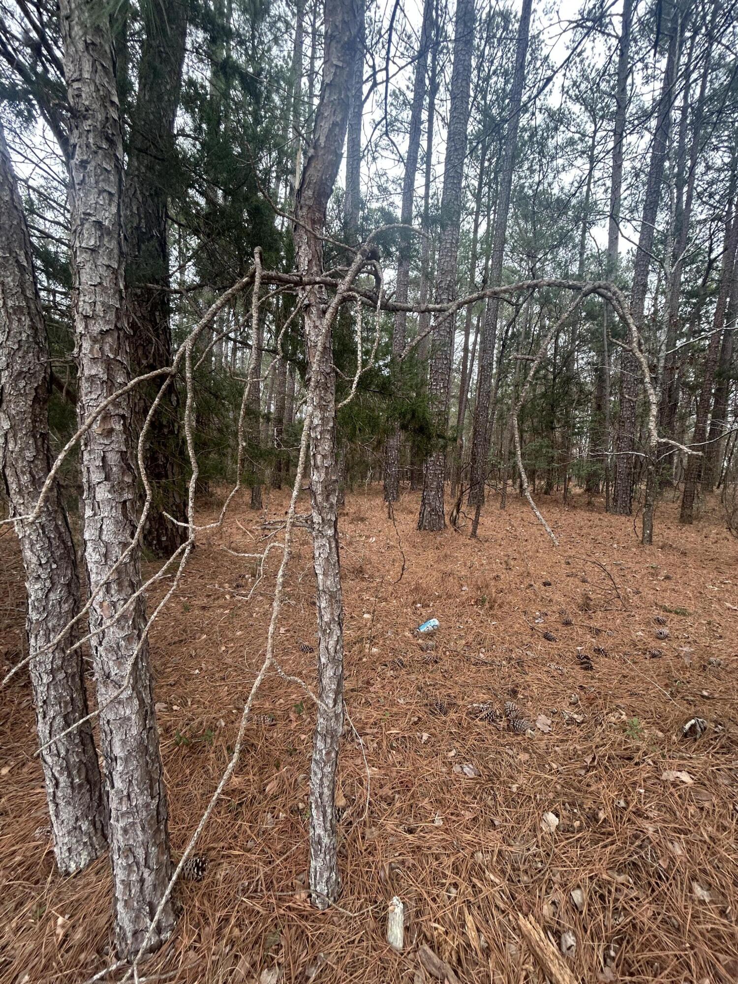 16.9 Ac Hwy 220 E Property Photo 5