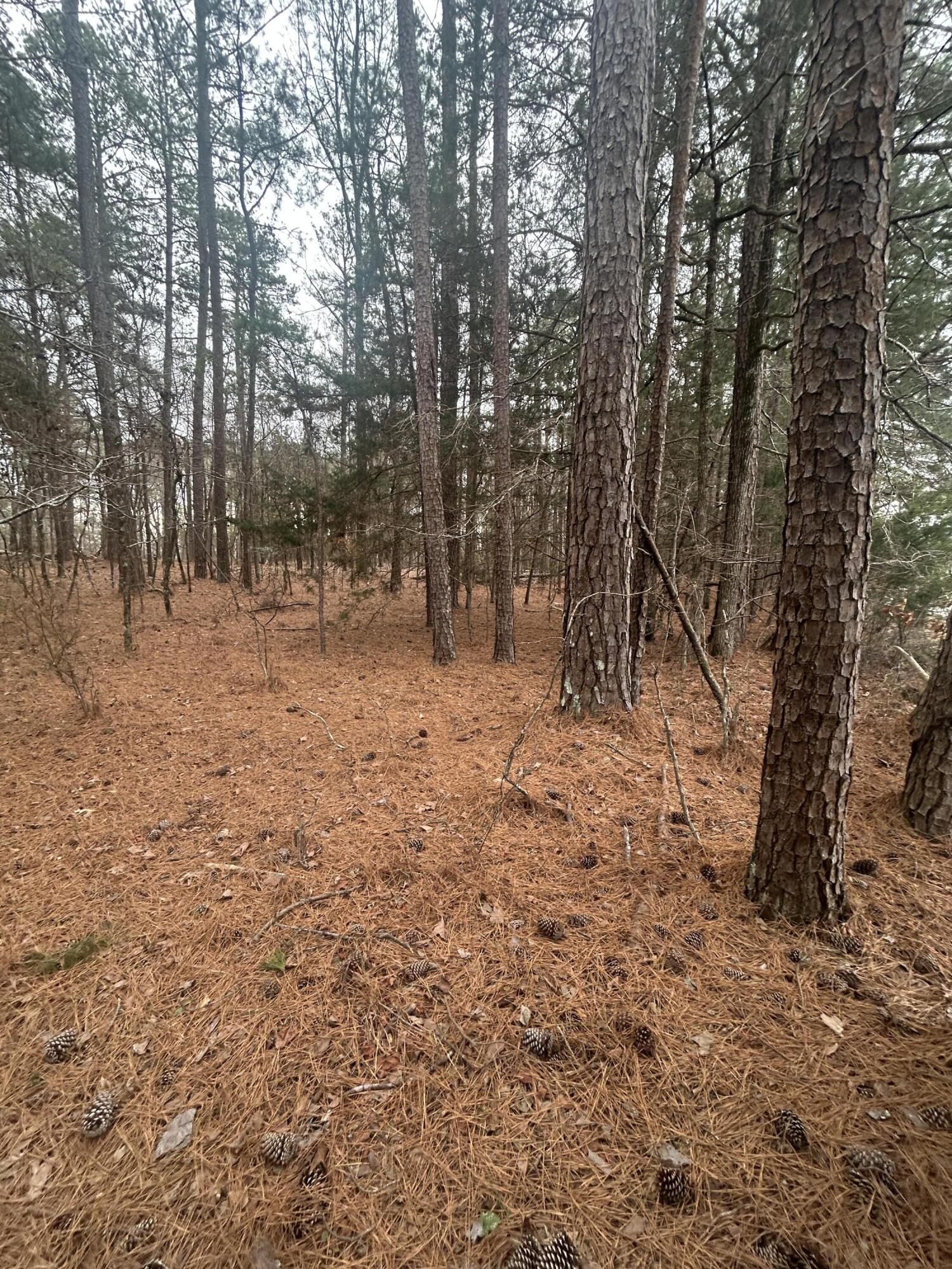 16.9 Ac Hwy 220 E Property Photo 6