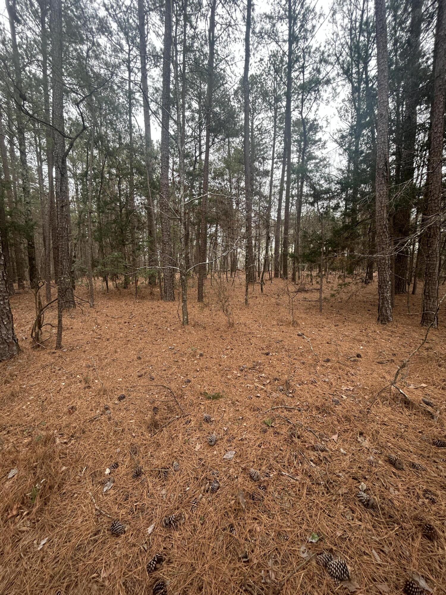 16.9 Ac Hwy 220 E Property Photo 7