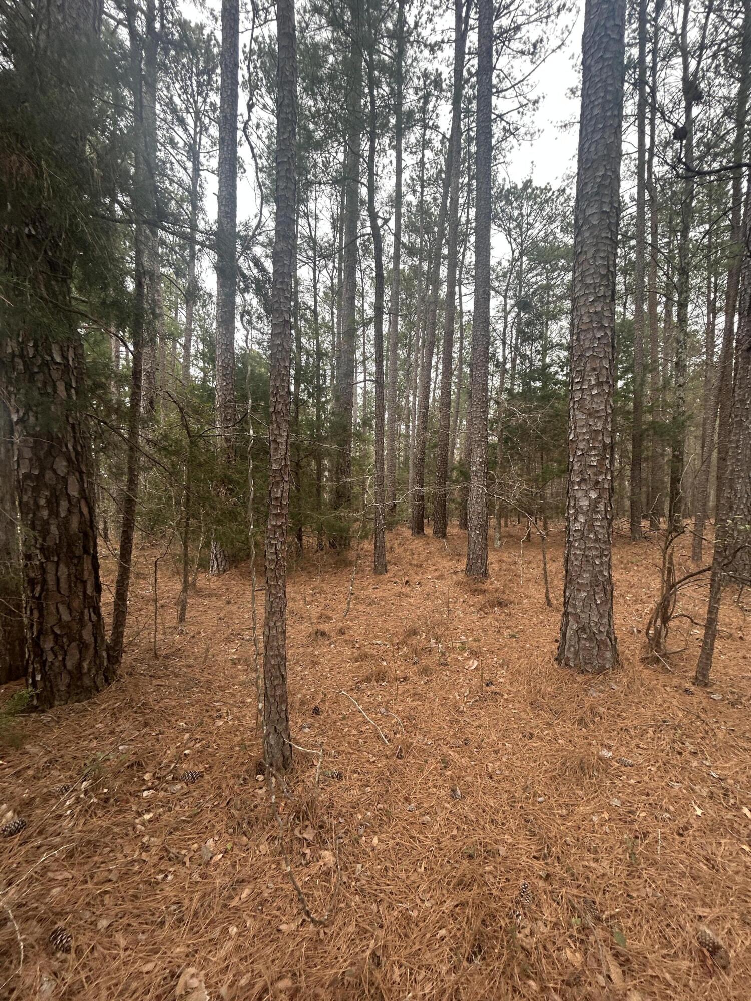 16.9 Ac Hwy 220 E Property Photo 8