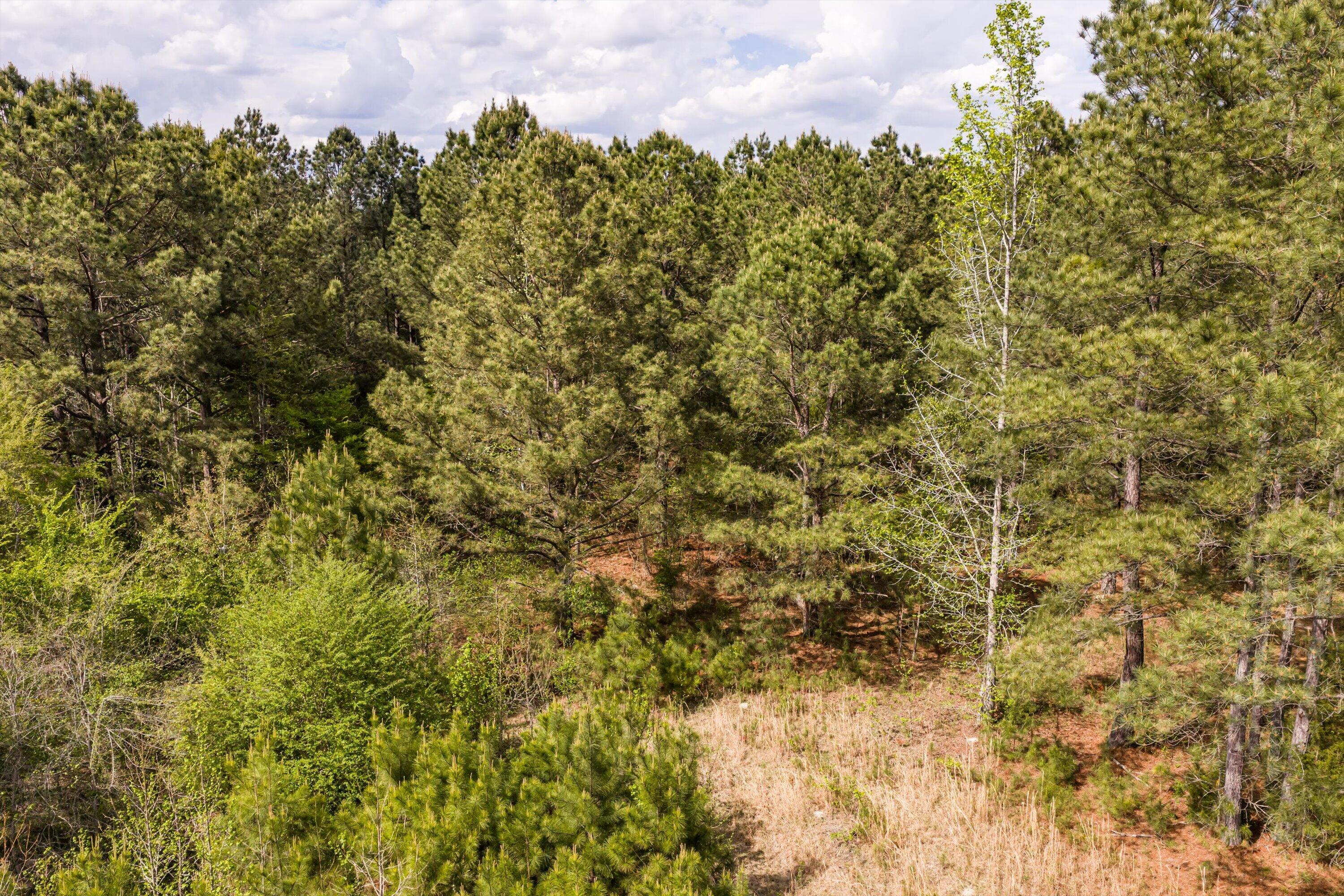 4.17 Acres Starr Hinson Road Property Photo 8