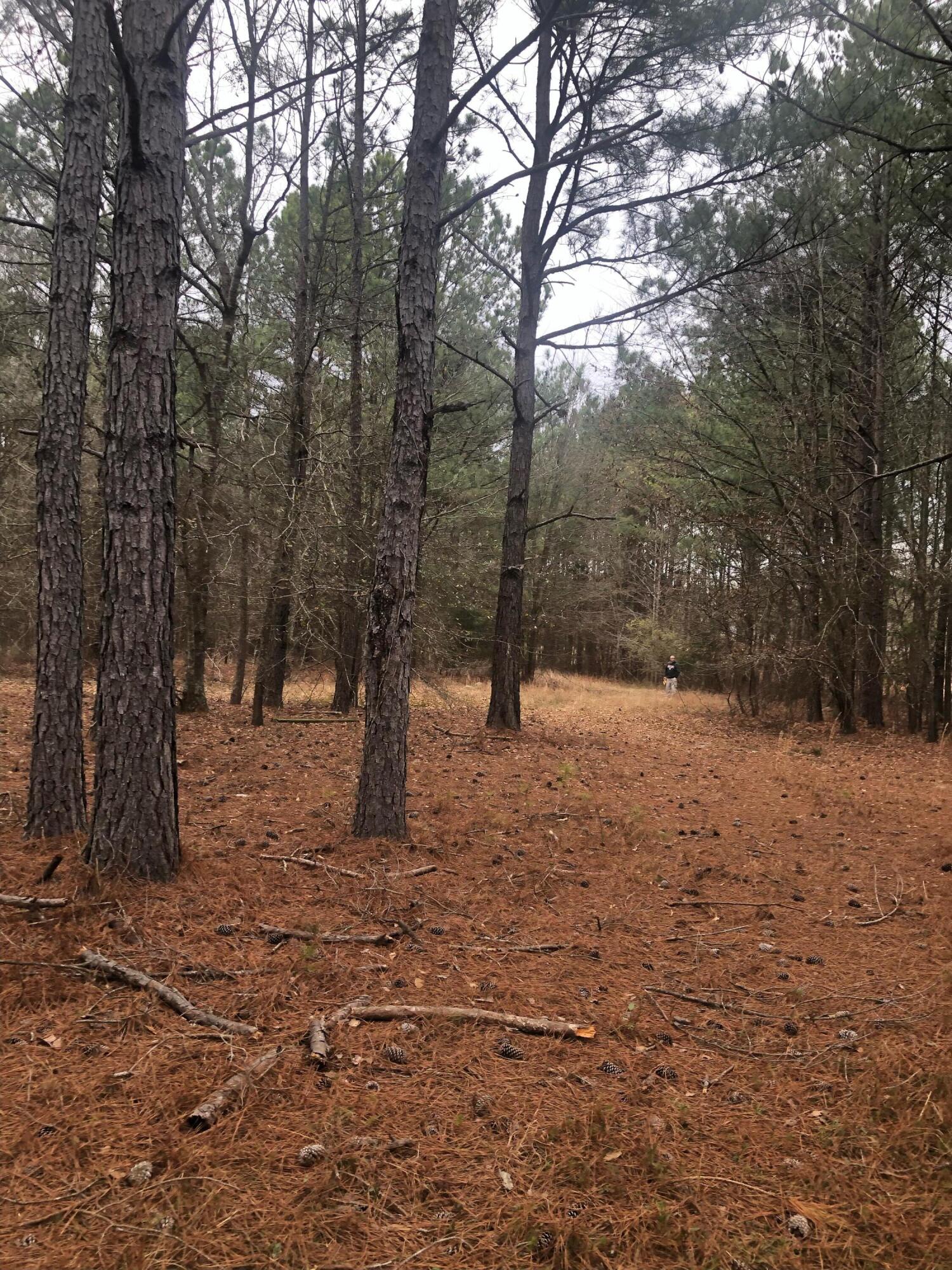 4.17 Acres Starr Hinson Road Property Photo 11