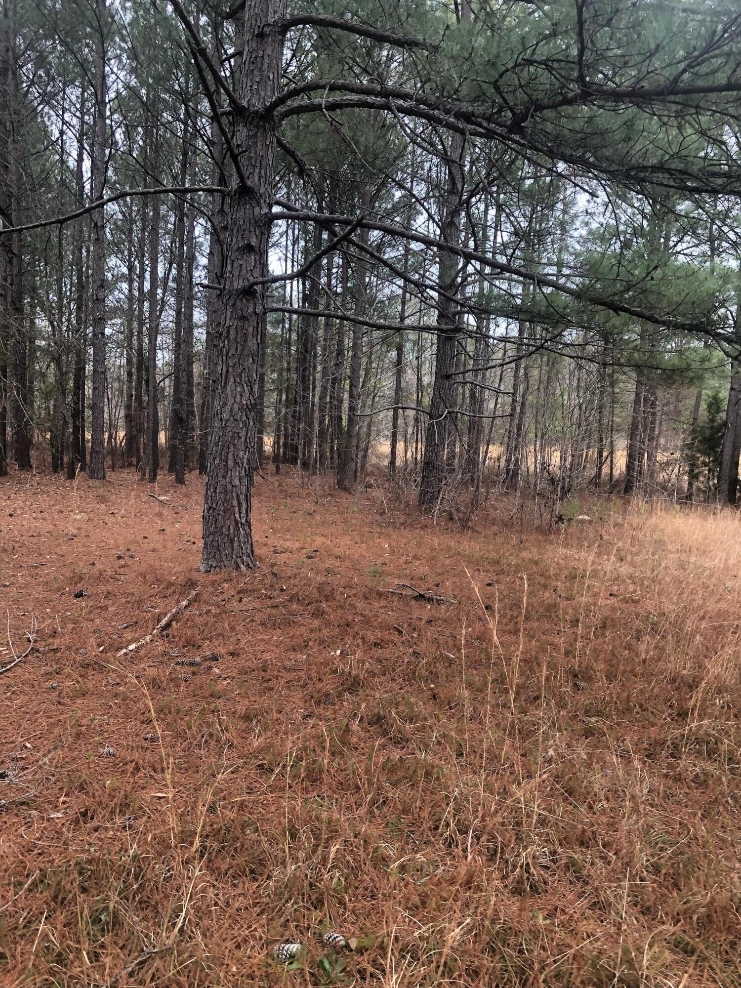 4.17 Acres Starr Hinson Road Property Photo 12