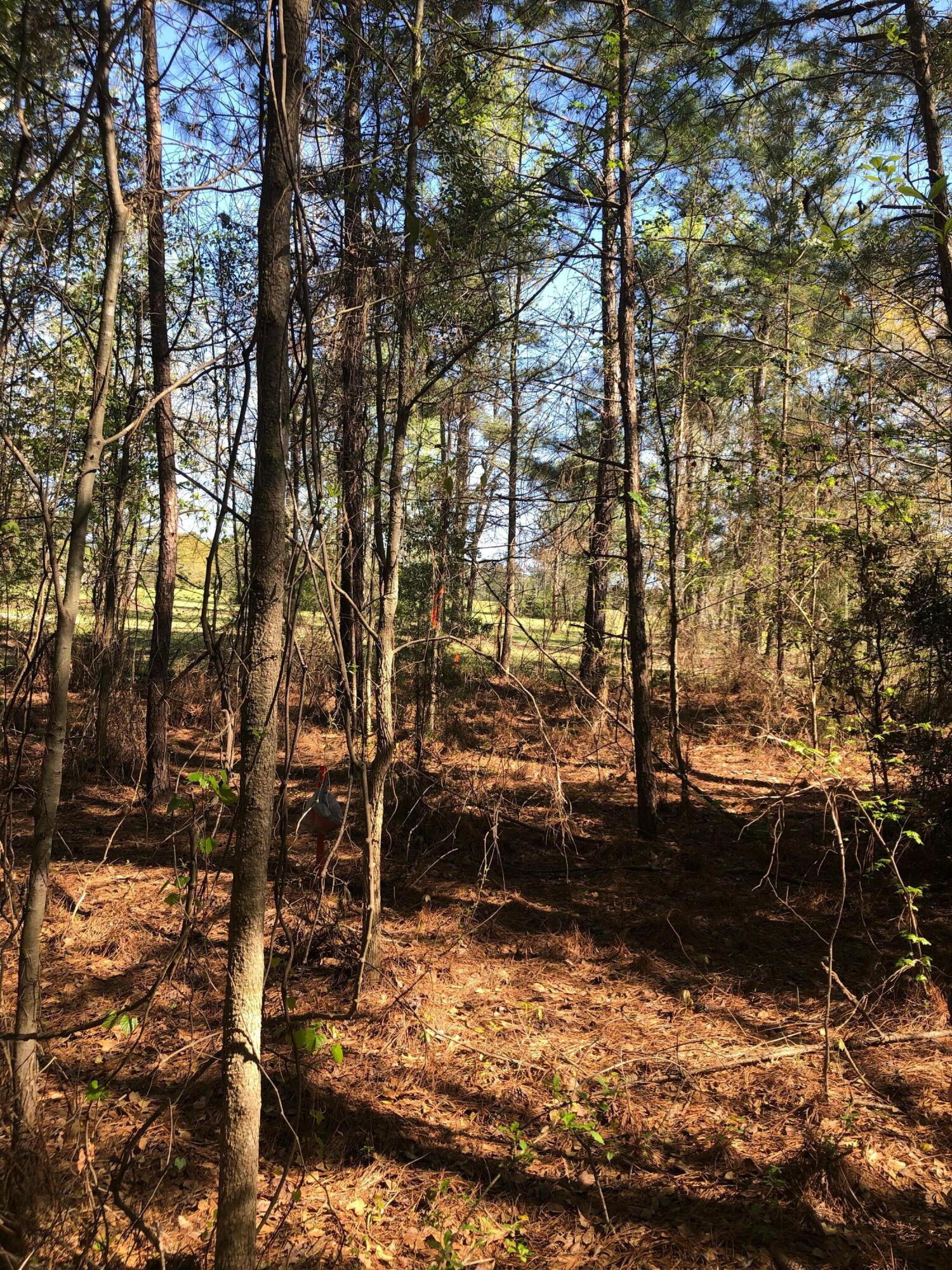 4.17 Acres Starr Hinson Road Property Photo 15