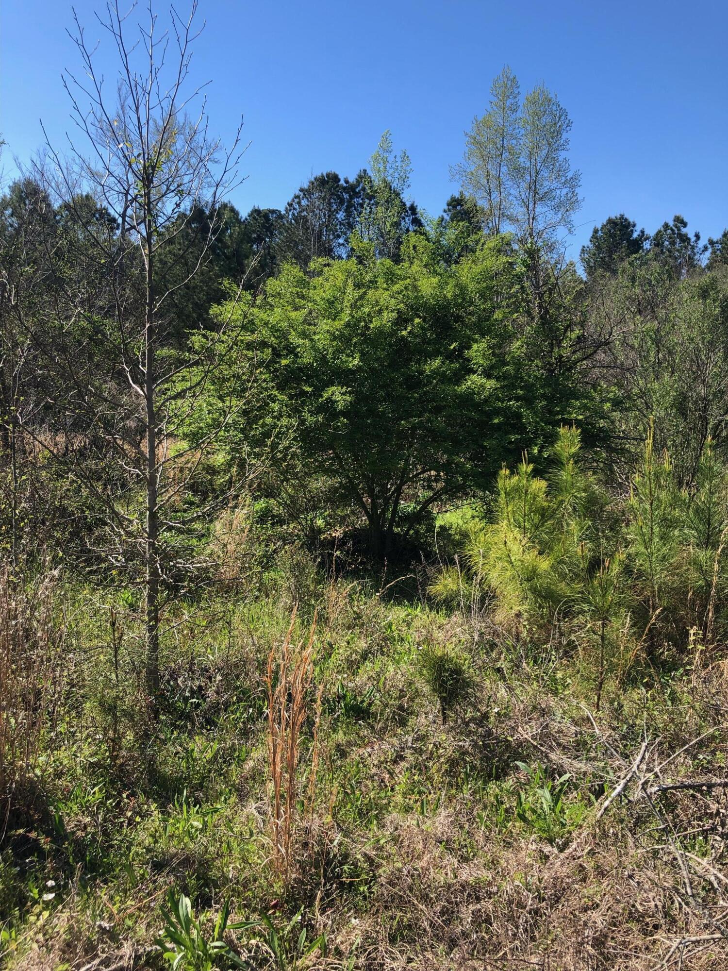 4.17 Acres Starr Hinson Road Property Photo 16
