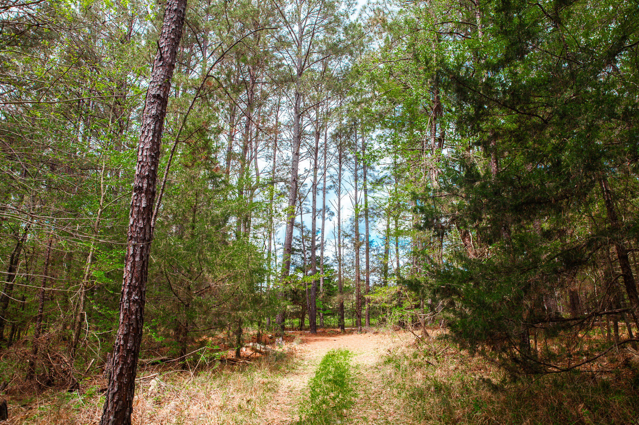 00 Ralph Goolsby Road Property Photo 15