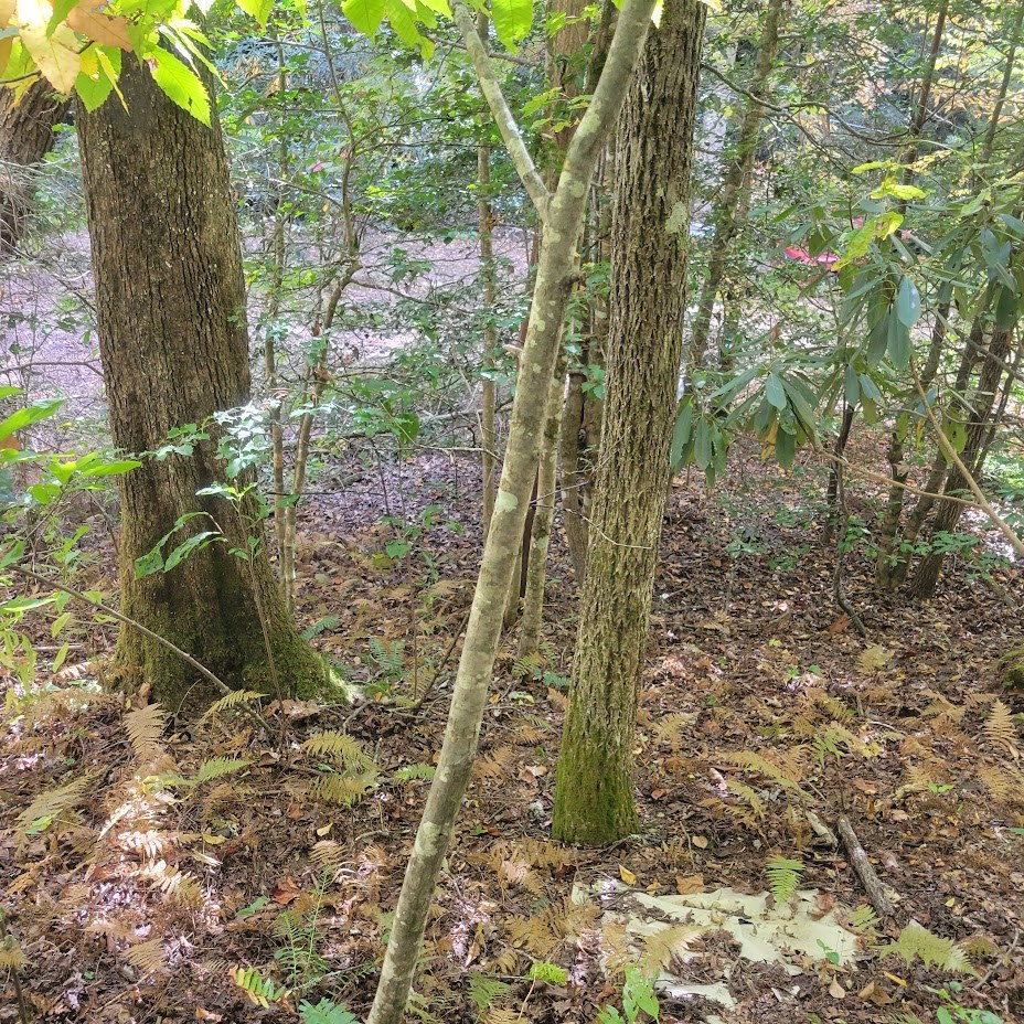 3.38 Long Creek Property Photo 13