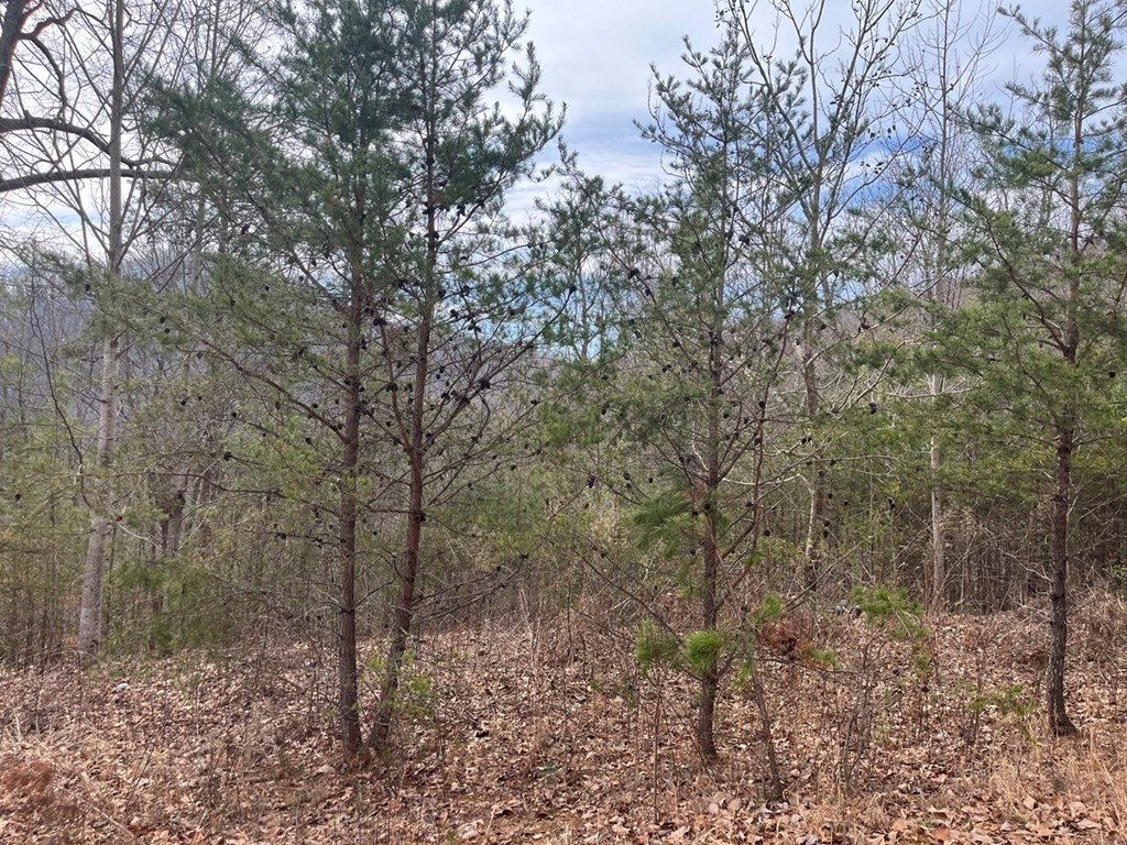 300 48 Jernigan Court Property Photo 4