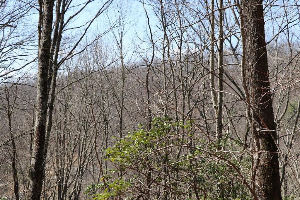 Tbd Brandonwood Drive Property Photo 5