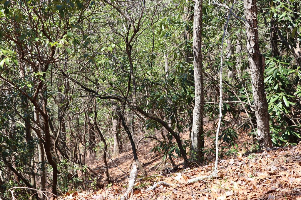 Tbd Brandonwood Drive Property Photo 6
