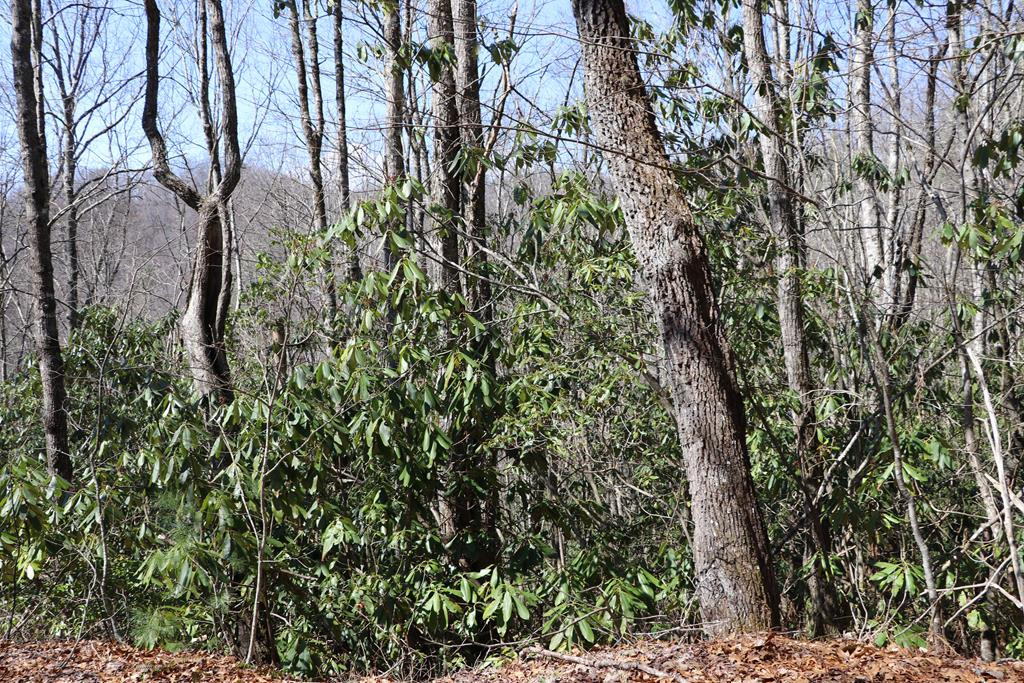 Tbd Brandonwood Drive Property Photo 8