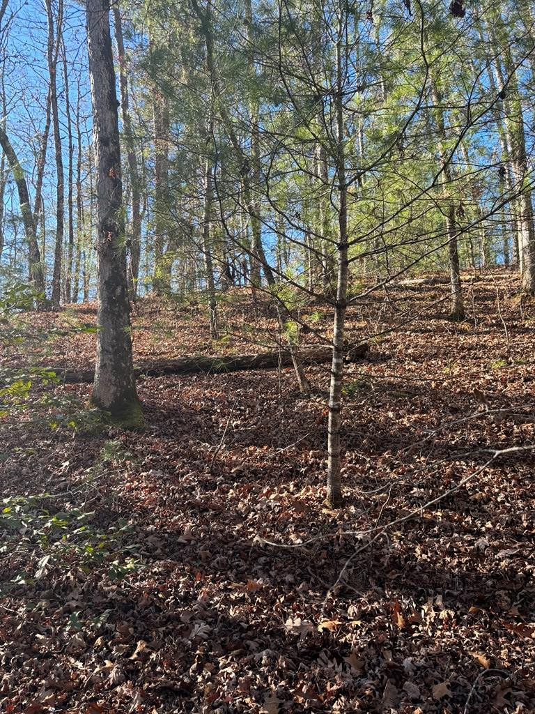 1.03 Deep Forest Road Property Photo 2
