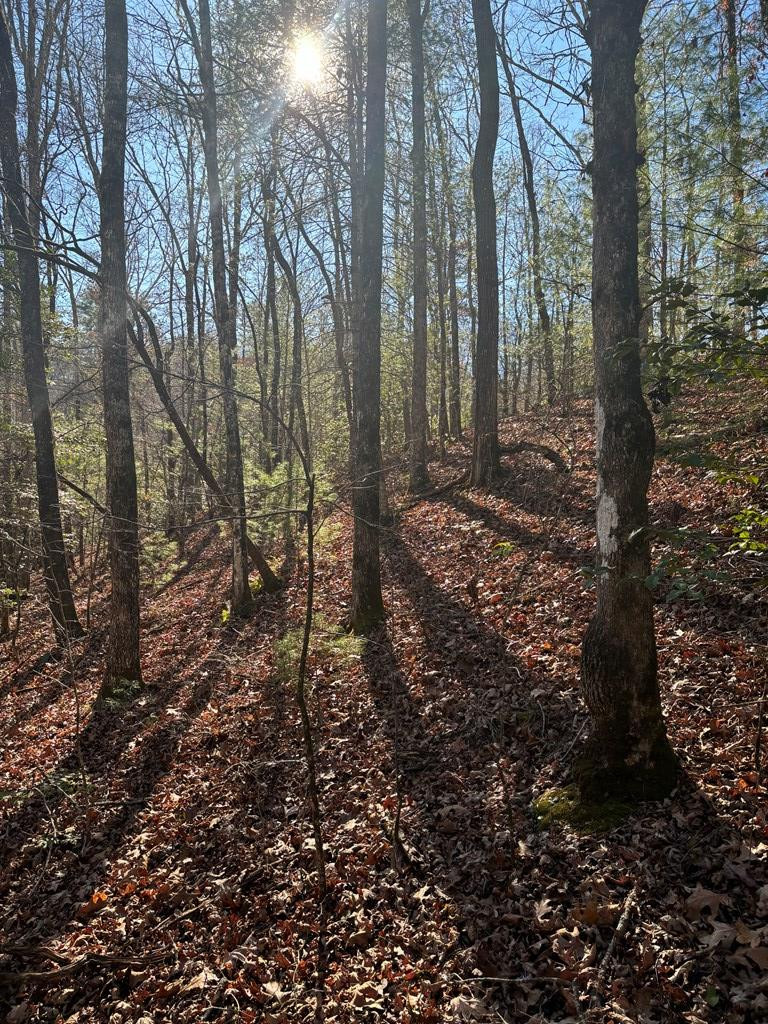 1.03 Deep Forest Road Property Photo 3
