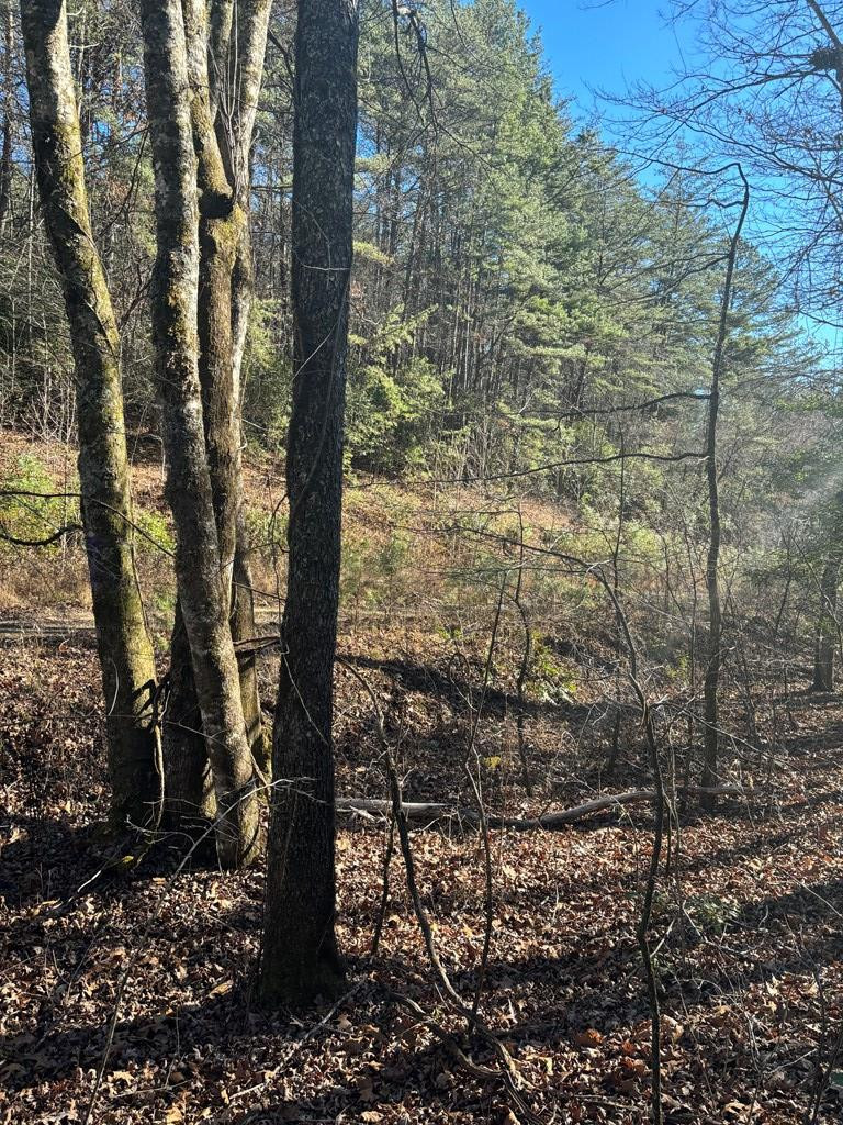 1.03 Deep Forest Road Property Photo 4