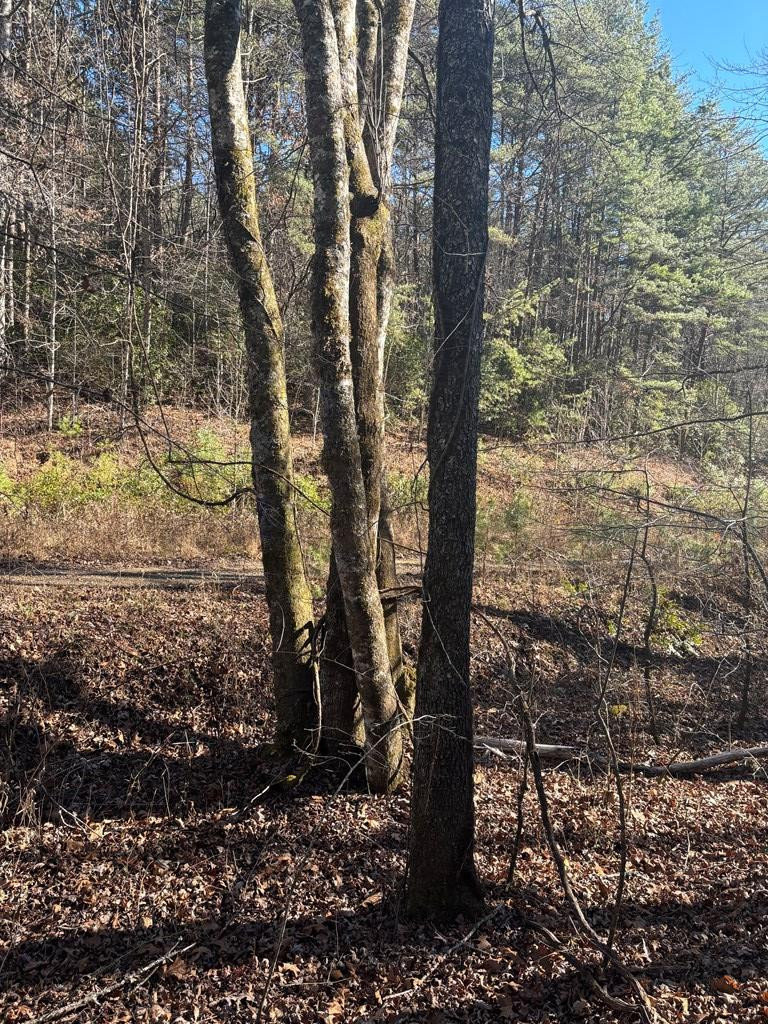 1.03 Deep Forest Road Property Photo 5