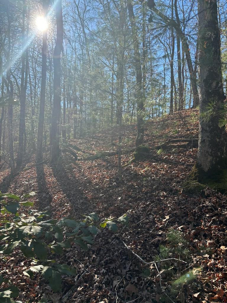 1.03 Deep Forest Road Property Photo 6