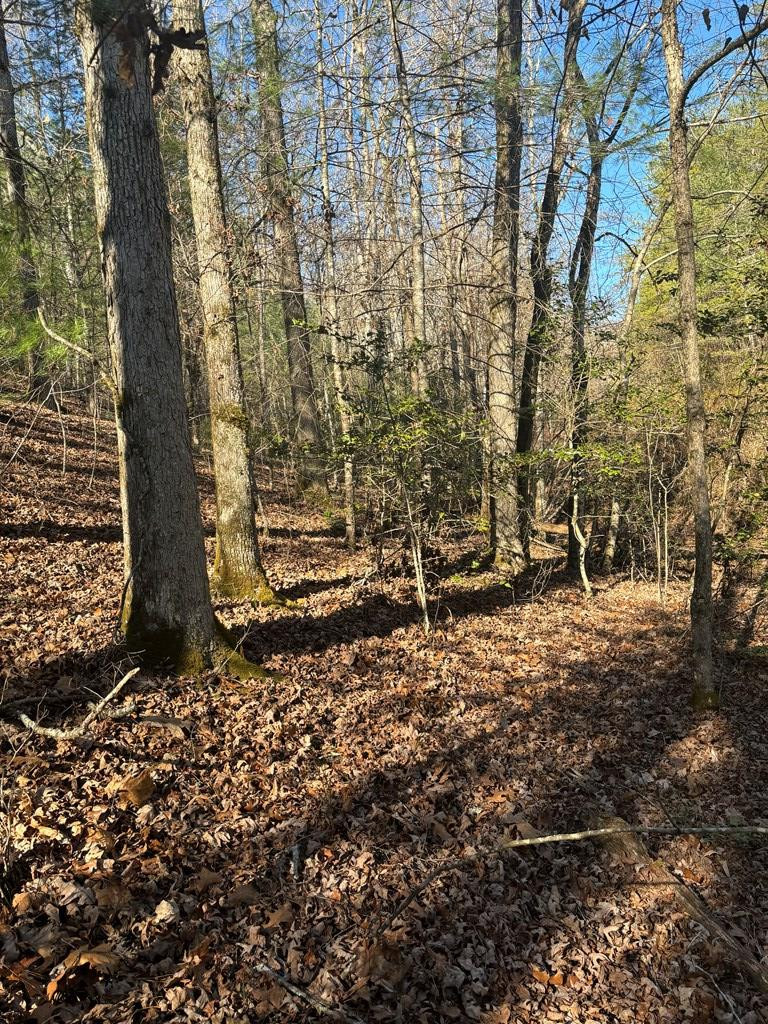 1.03 Deep Forest Road Property Photo 8