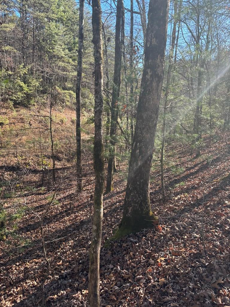 1.03 Deep Forest Road Property Photo 10