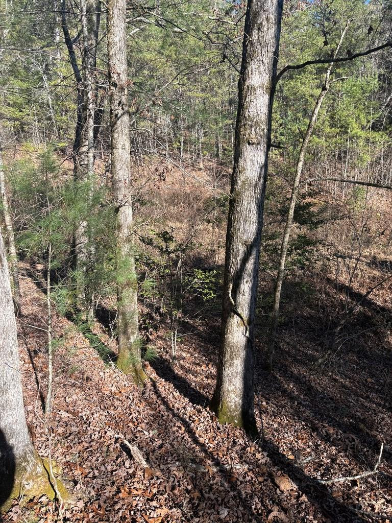 1.03 Deep Forest Road Property Photo 11