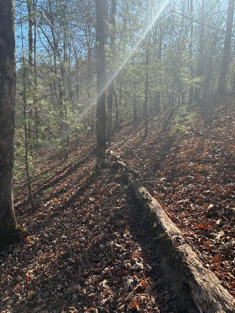 1.03 Deep Forest Road Property Photo 13