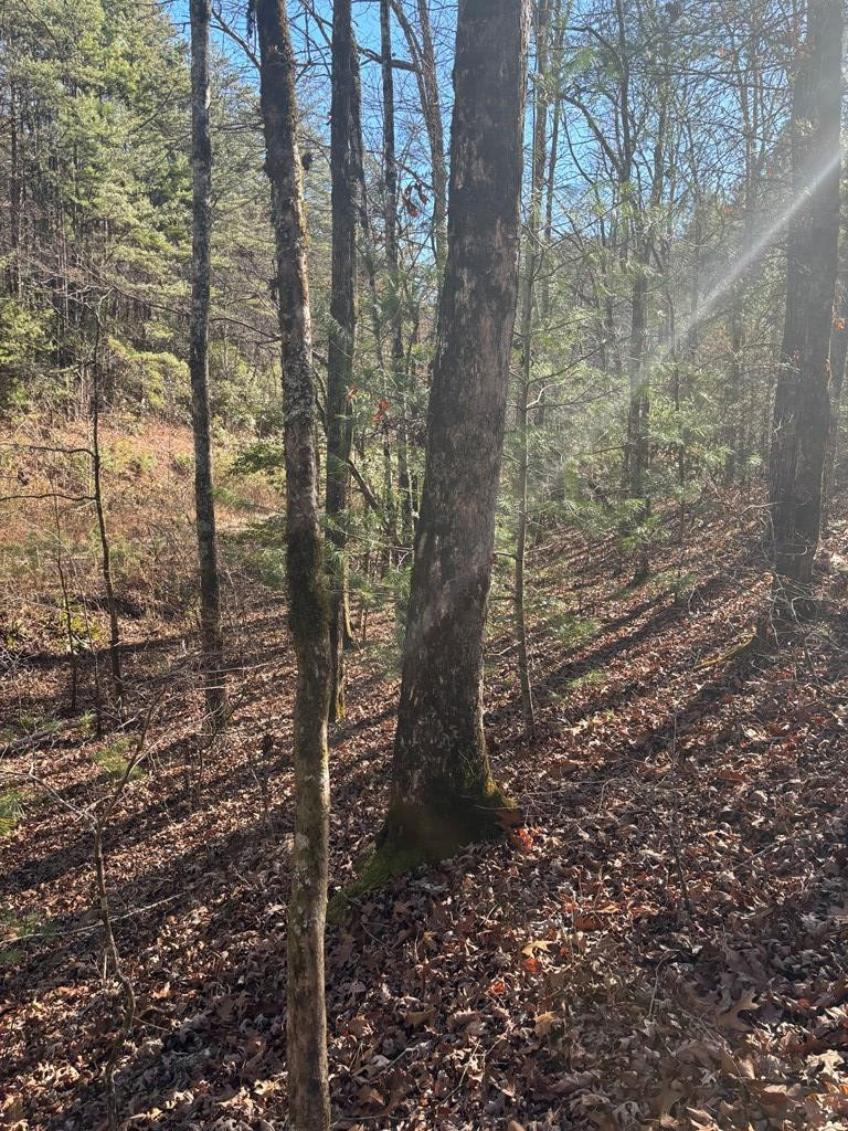 1.03 Deep Forest Road Property Photo 14