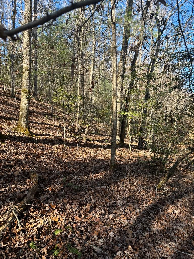 1.03 Deep Forest Road Property Photo 17