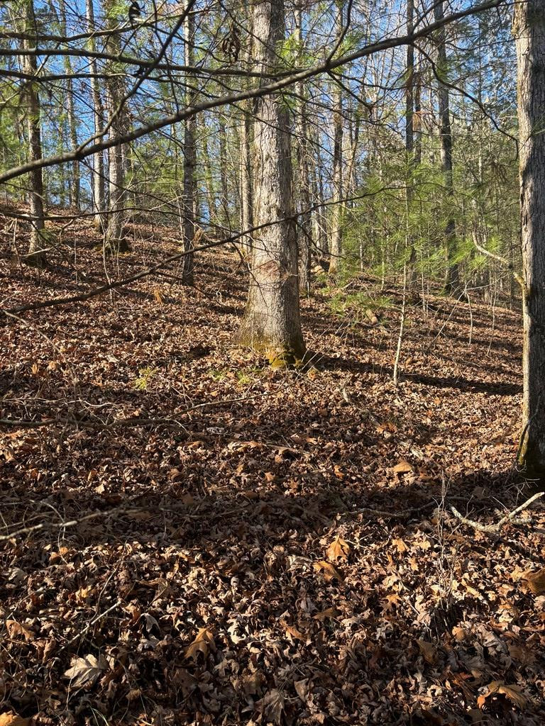1.03 Deep Forest Road Property Photo 19