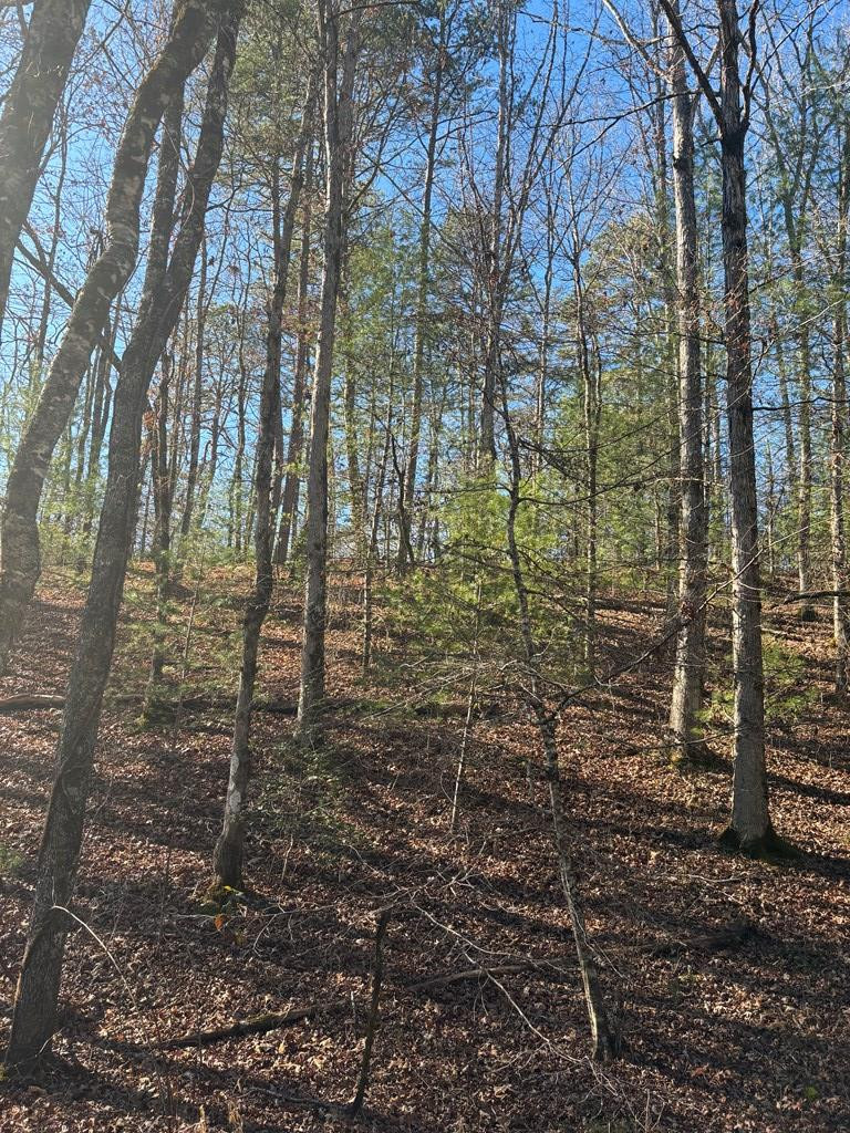 1.03 Deep Forest Road Property Photo 21