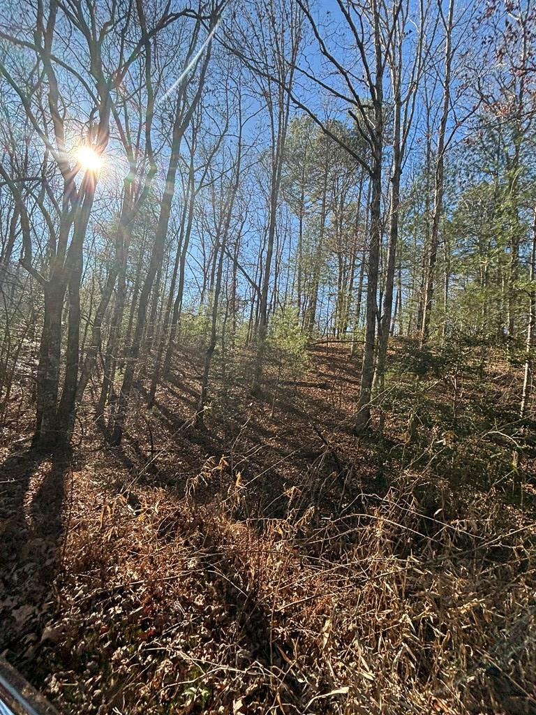 1.03 Deep Forest Road Property Photo 22