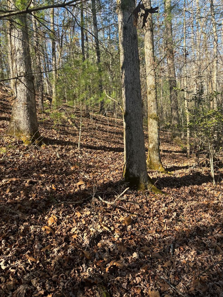 1.03 Deep Forest Road Property Photo 23