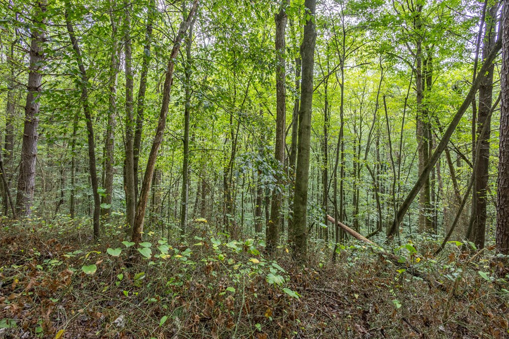 3 Ac Chestnut Flats Road Property Photo 2