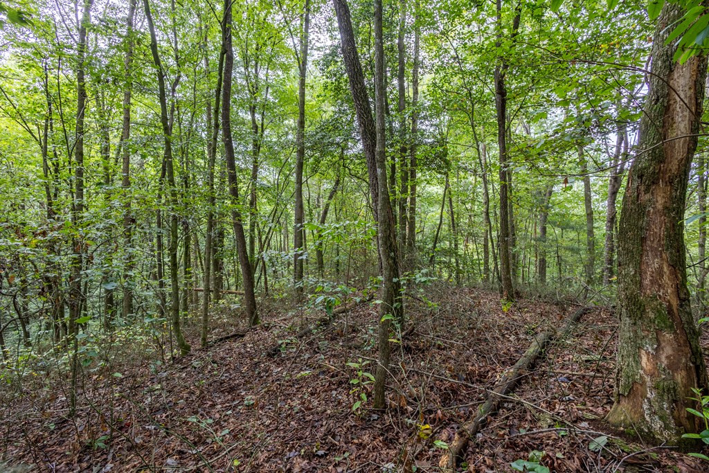 3 Ac Chestnut Flats Road Property Photo 3