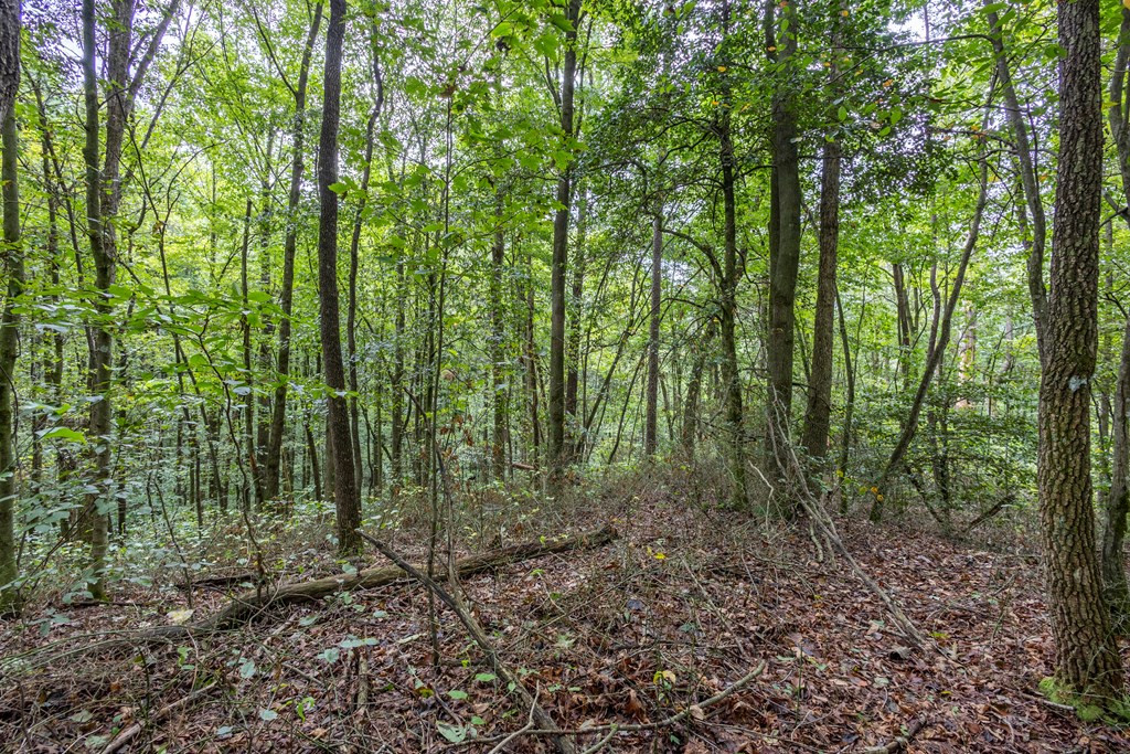 3 Ac Chestnut Flats Road Property Photo 4