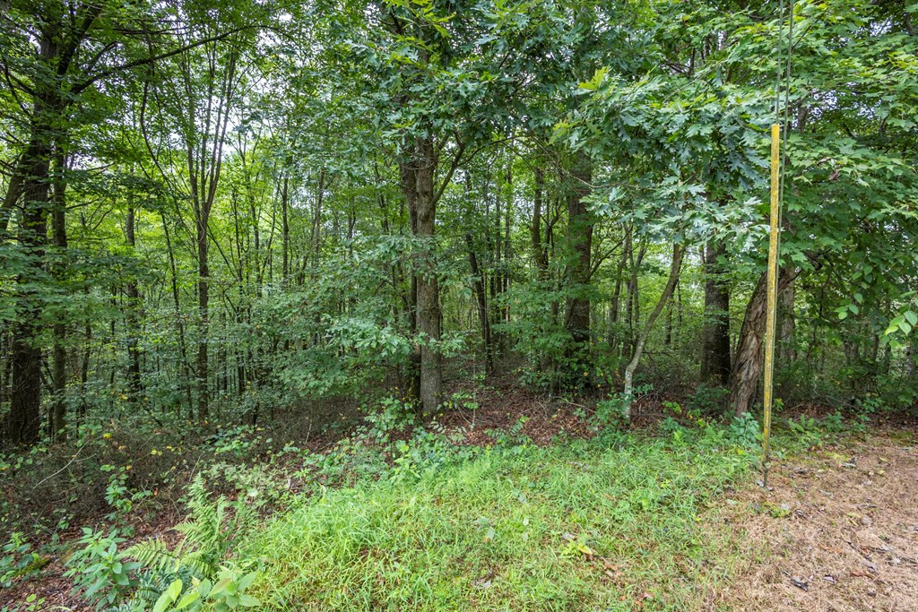 3 Ac Chestnut Flats Road Property Photo 5