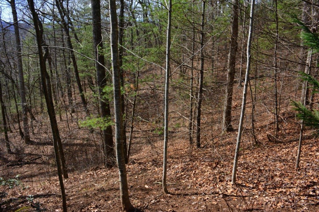 00 Chestnut Ridge Property Photo 5