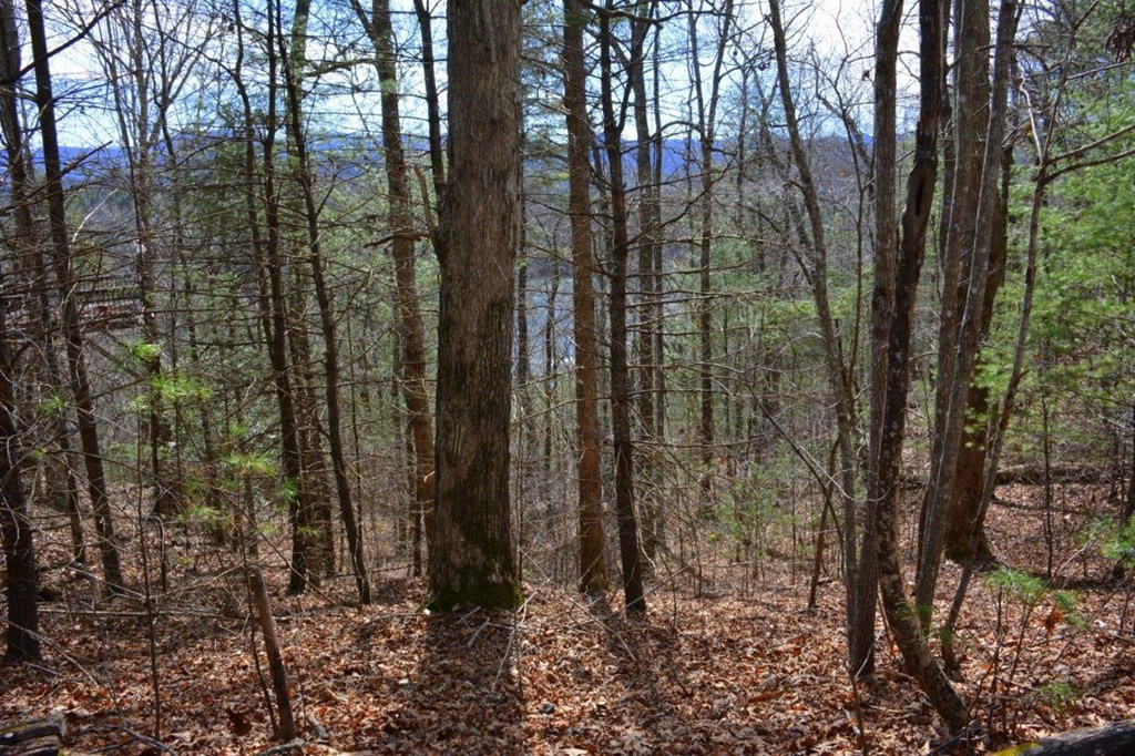 00 Chestnut Ridge Property Photo 6