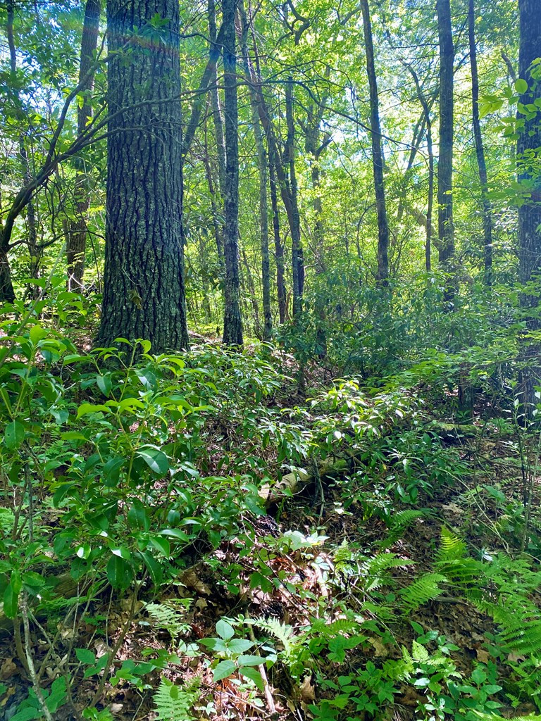 00 Deer Run Property Photo 3